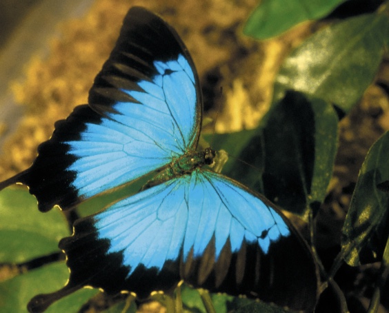 Butterfly