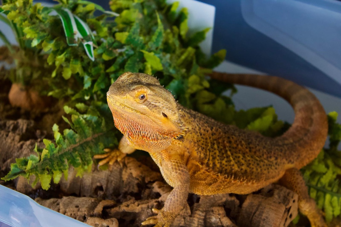 Betty the bearded dragon in a Santa hat