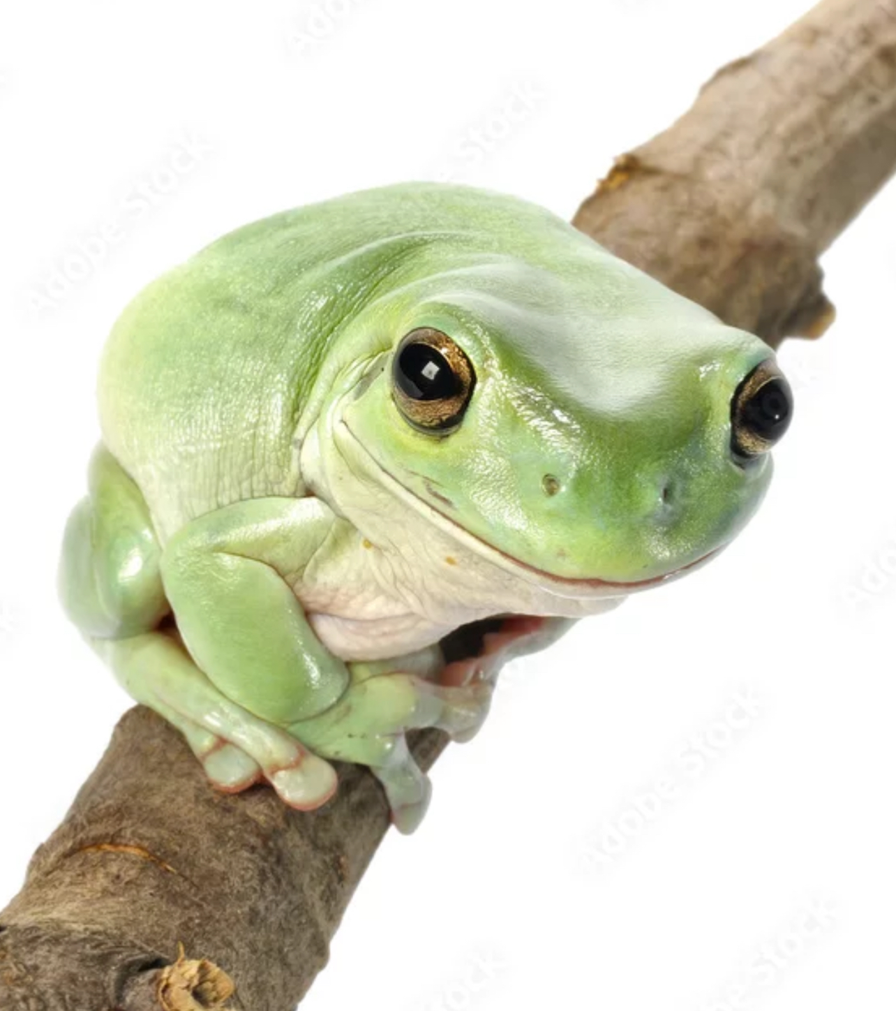 A frog