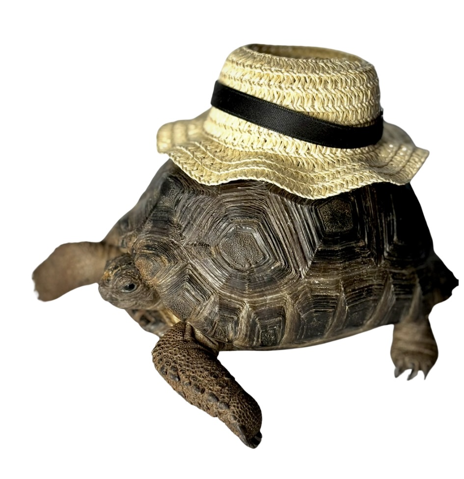 Marvin the tortoise