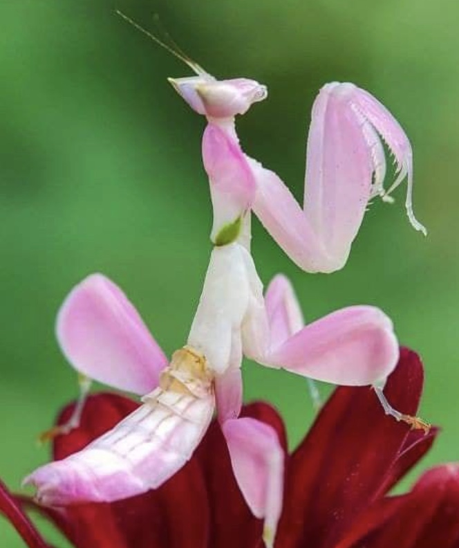 Pixie the praying mantis