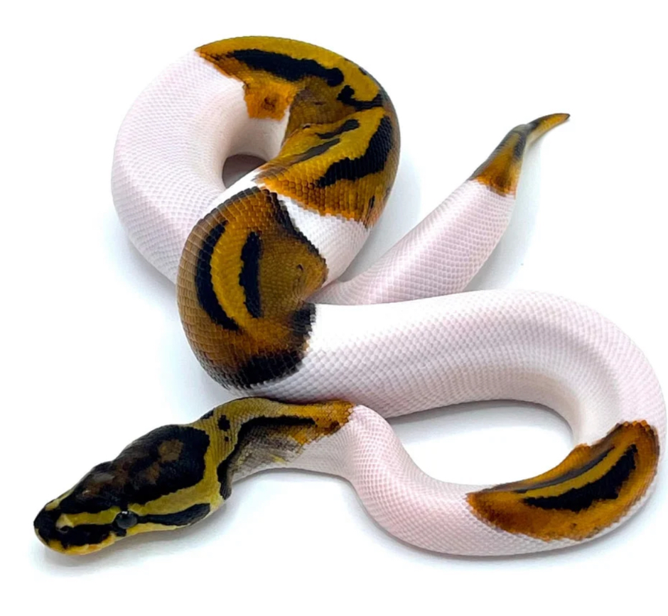 Snake