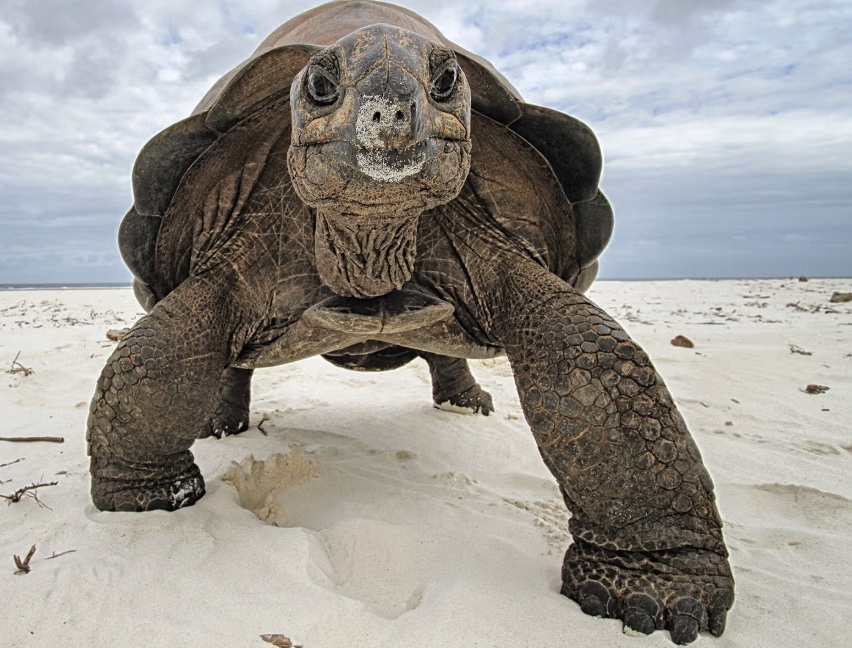 Tortoise in a straw hat