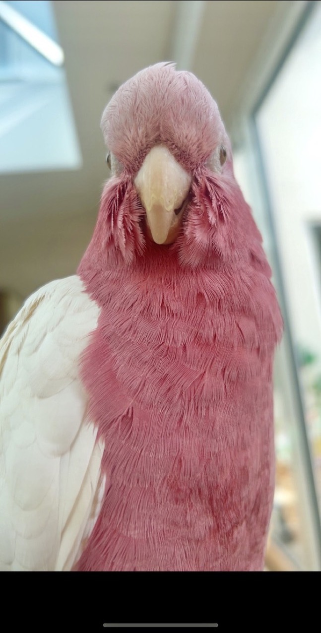 Rosie the galah cockatoo
