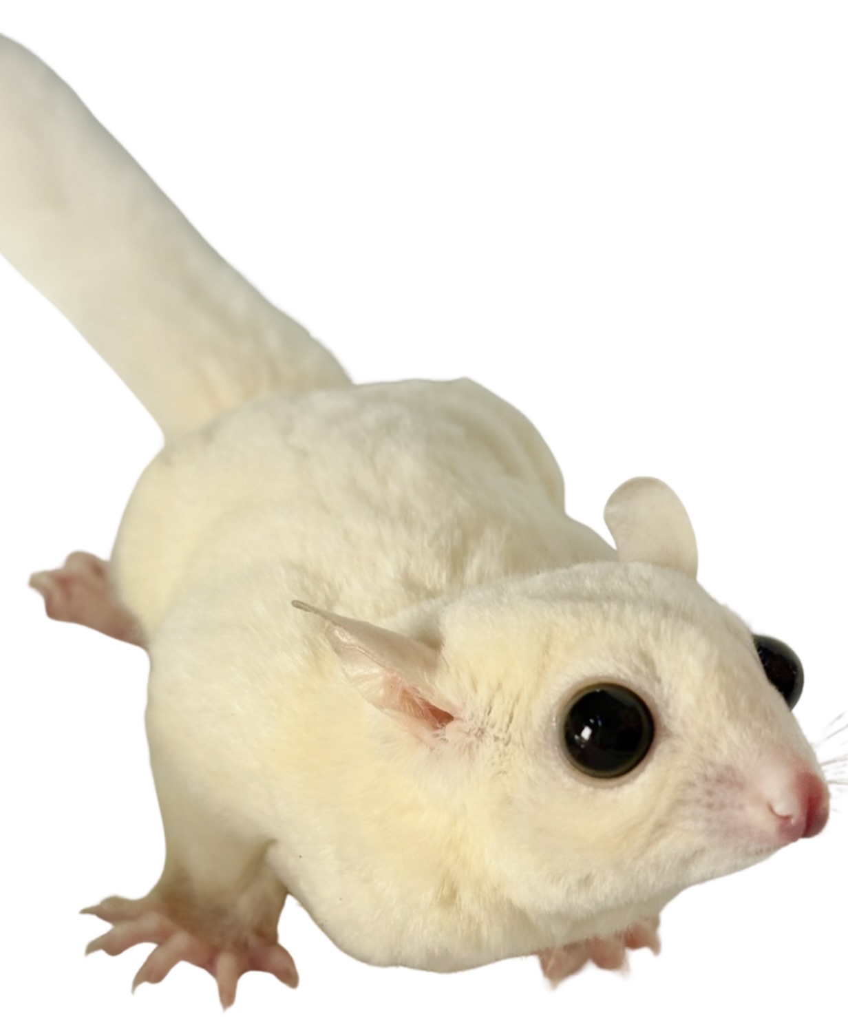 Mimi