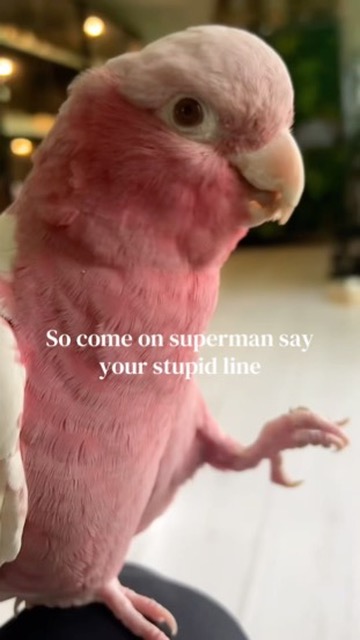 Rosie, a galah cockatoo with pink and pale-grey feathers