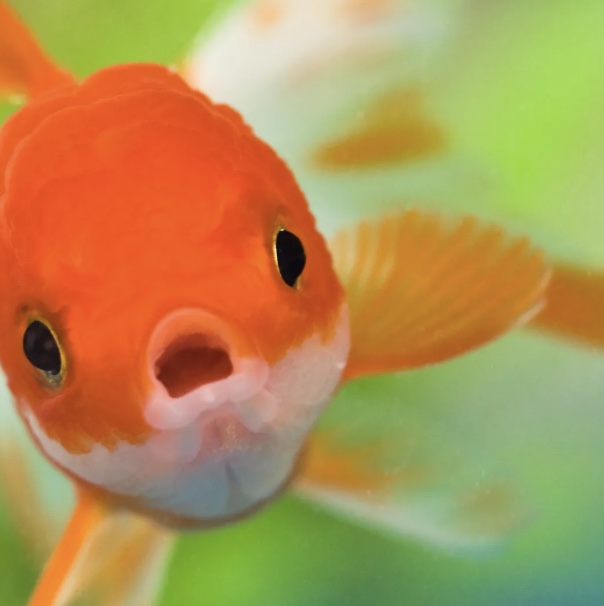 A goldfish