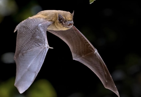 Bat