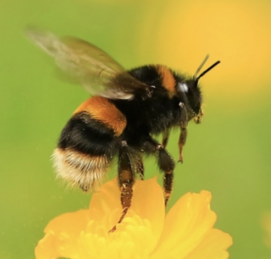 Bee