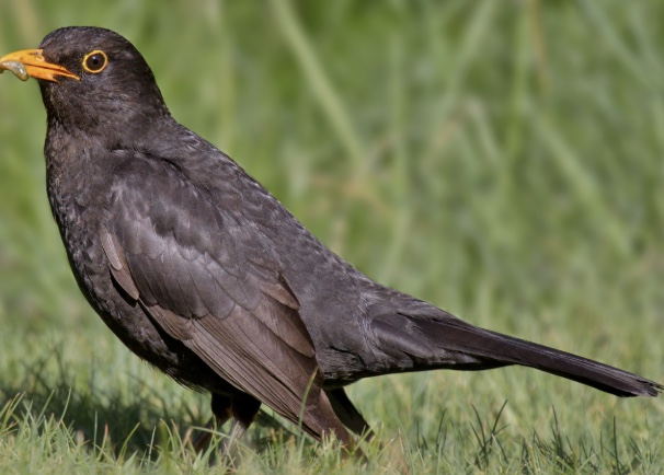 Blackbird