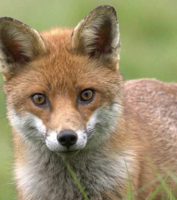 Fox