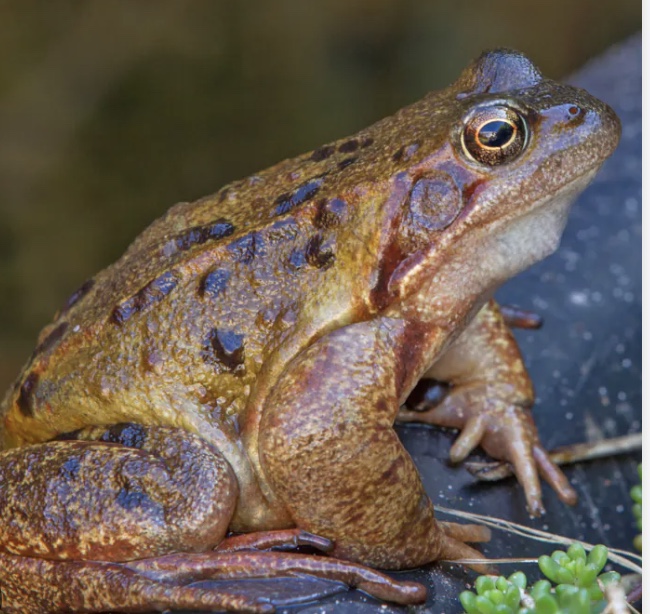 Common frog