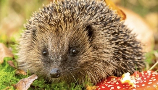 Hedgehog