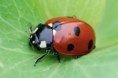 Ladybird