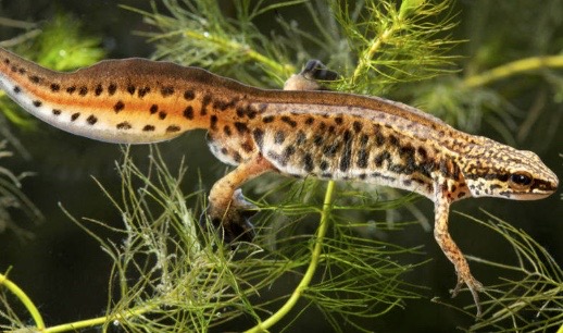 Newt