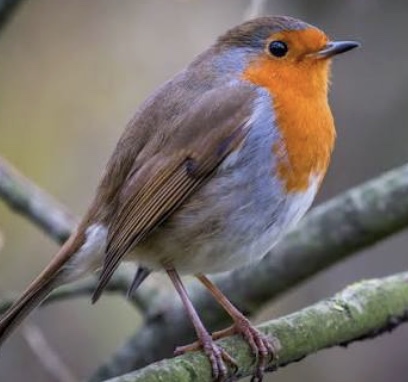 Robin
