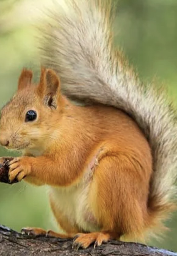 Squirrel
